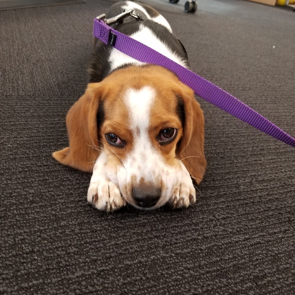 Dog collar and leash